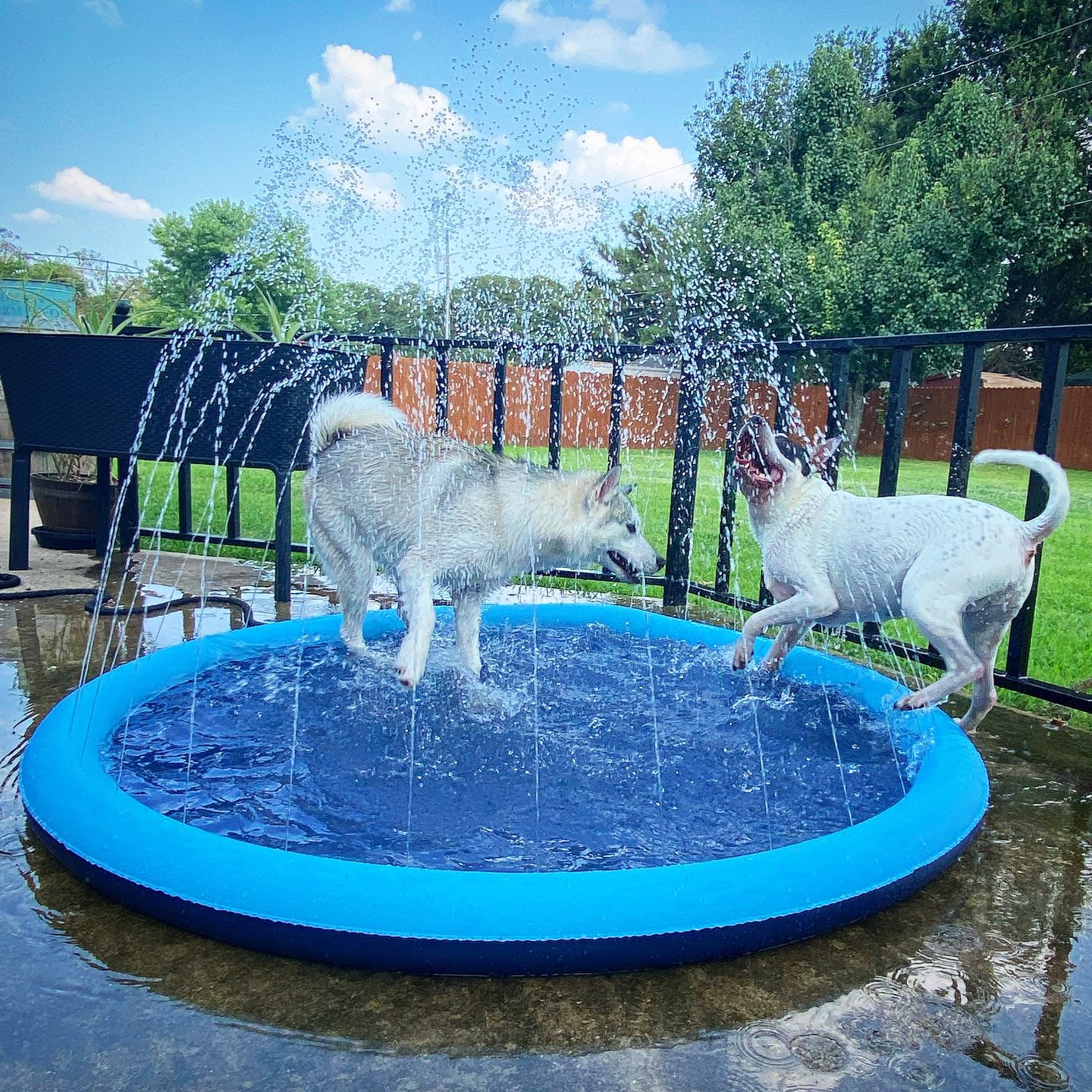 [ALMOST SOLD OUT] - Soggy Doggy Splash Zone