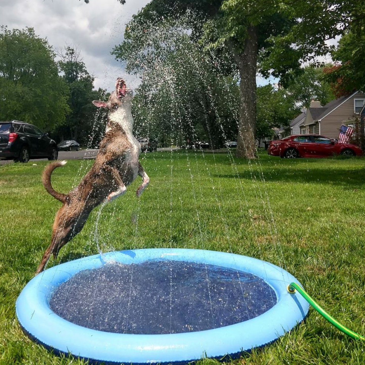 [ALMOST SOLD OUT] - Soggy Doggy Splash Zone